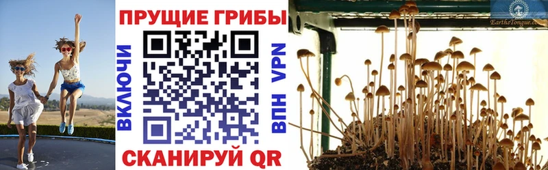 дарк нет клад гидра как войти Белая Холуница где продают наркотики Галлюциногенные грибы Cubensis